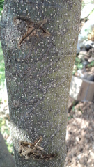 Erythrostemon yucatanensis