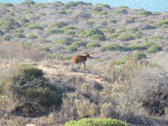 Osphranter robustus erubescens