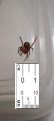 Steatoda