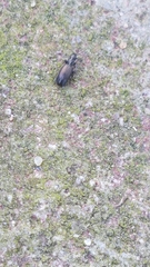 Syntomus foveatus