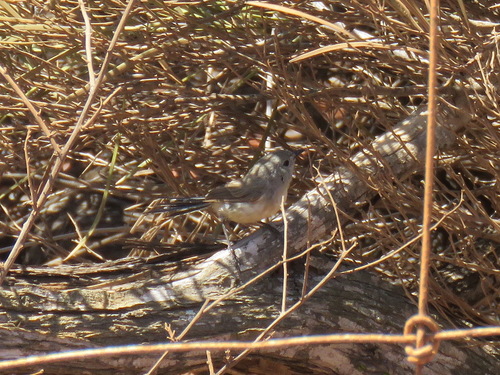 Malurus leucopterus
