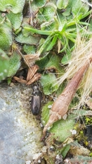 Syntomus foveatus