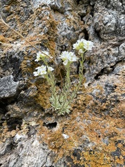 Noccaea cochleariformis