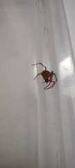 Steatoda