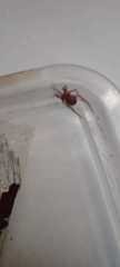 Steatoda