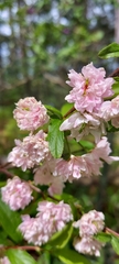 Prunus glandulosa