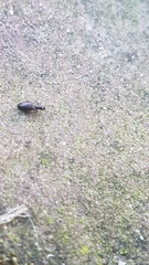 Syntomus foveatus