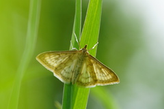 Paratalanta pandalis