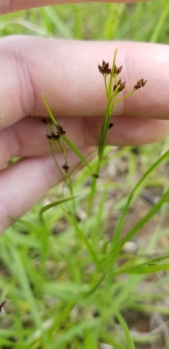 Rhynchospora globularis var. globularis