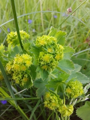 Alchemilla