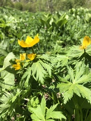 Trollius ranunculinus