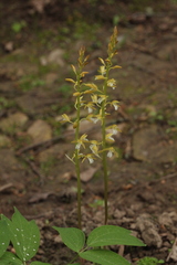 Oreorchis patens