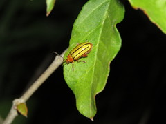 Disonycha quinquelineata