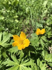 Trollius ranunculinus