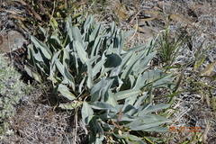 Phoenicaulis cheiranthoides