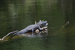 Alligator mississippiensis