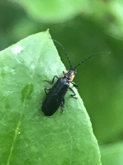 Rhagonycha angulata