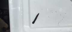 Polycelis nigra