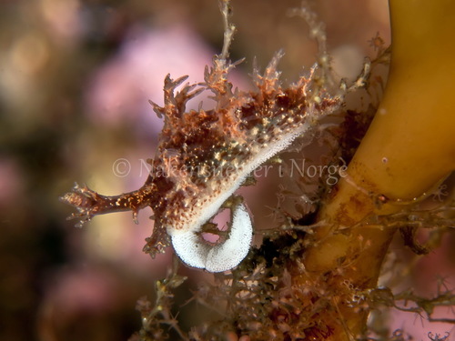 Bushy-backed Nudibranch