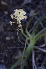 Toxicoscordion exaltatum