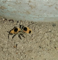 Dasymutilla cressoni