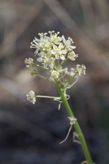 Toxicoscordion exaltatum