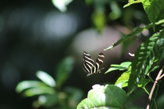 Heliconius charithonia