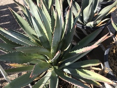 Agave murpheyi
