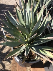 Agave murpheyi