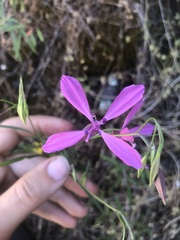 Clarkia lingulata