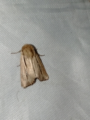 Mythimna anderreggii