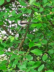 Aegithalos caudatus