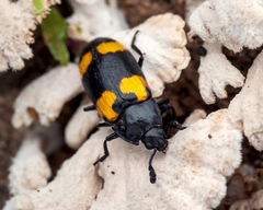 Episcapha quadrimacula