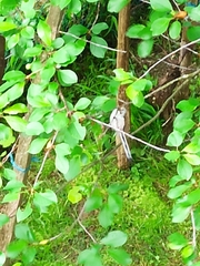Aegithalos caudatus