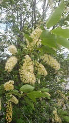 Prunus virginiana