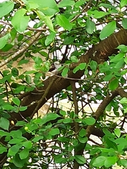 Aegithalos caudatus