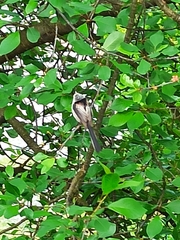 Aegithalos caudatus