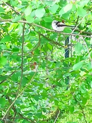 Aegithalos caudatus