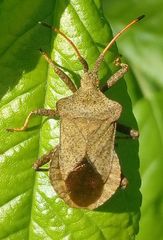 Coreus marginatus
