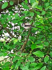 Aegithalos caudatus