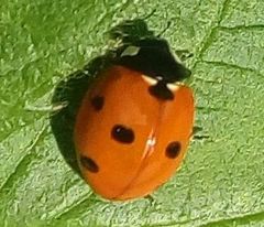 Coccinella septempunctata