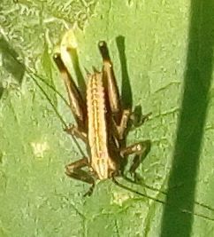 Dark bush-cricket
