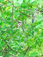 Aegithalos caudatus