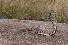 Hemachatus haemachatus