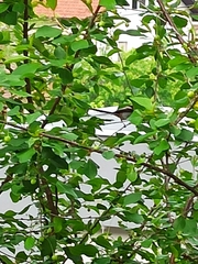 Aegithalos caudatus