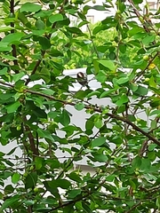 Aegithalos caudatus