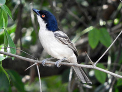 Dryoscopus gambensis