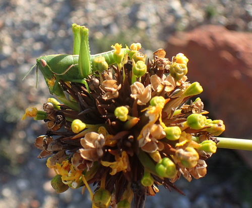 Image of Bobartia orientalis by (c) Nicola van Berkel, some rights reserved (CC BY-SA)