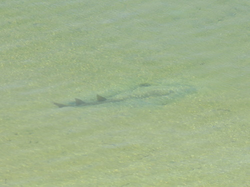 Rhinobatidae