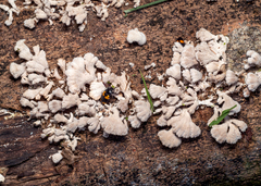 Episcapha quadrimacula